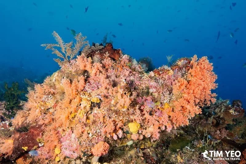 Raja Ampat Liveaboards - image Raja Ampat Liveaboards - image
