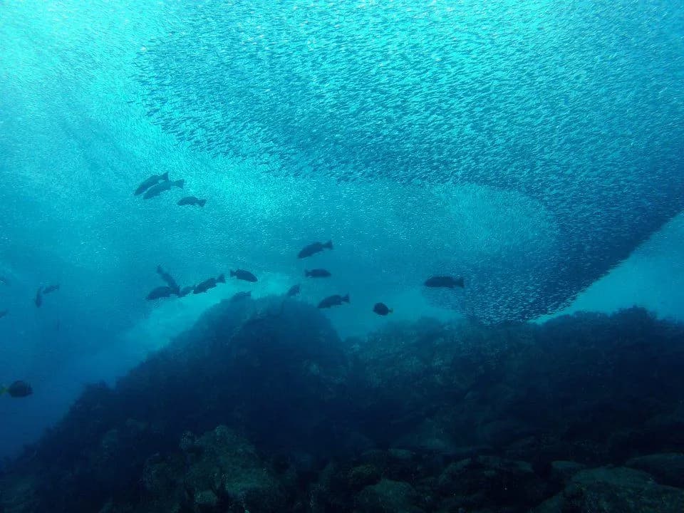 Large schools of fish in Mexico Large schools of fish in Mexico
